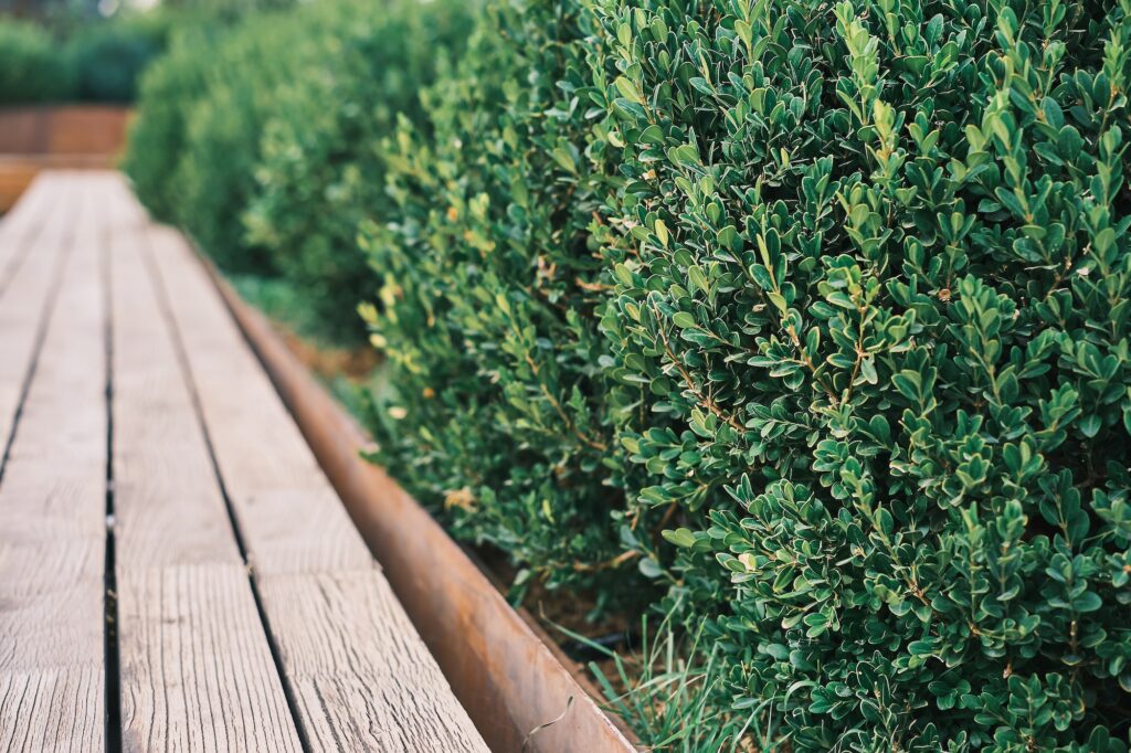 Hedge of evergreen bushes, selective focus
