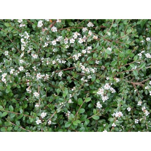 Dværgmispel (Cotoneaster 'Coral Beauty')