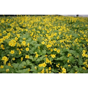 Guldjordbær (Waldsteinia ternata)