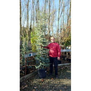 Atlasceder (Cedrus atlantica)