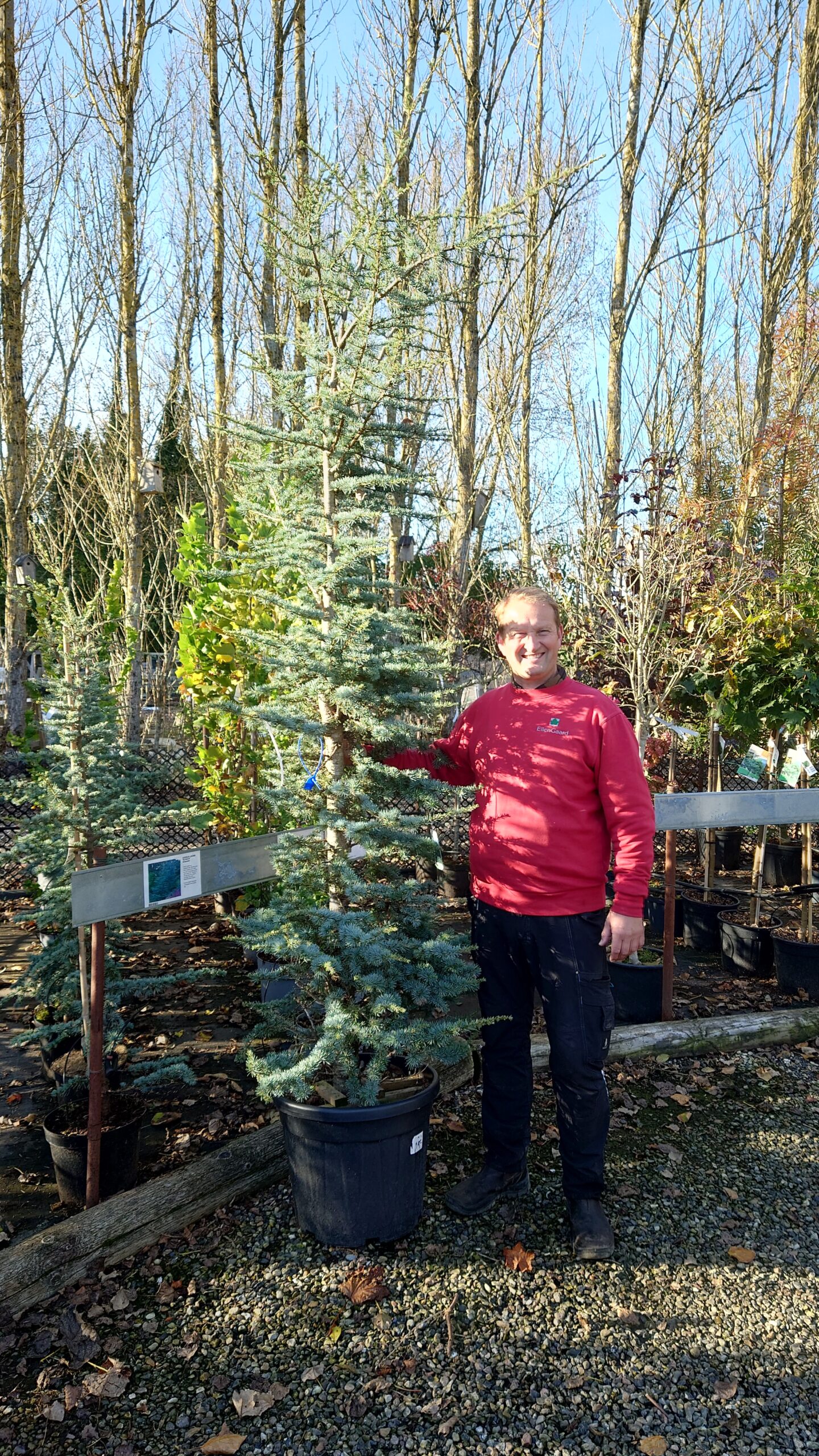 Atlasceder (Cedrus atlantica)