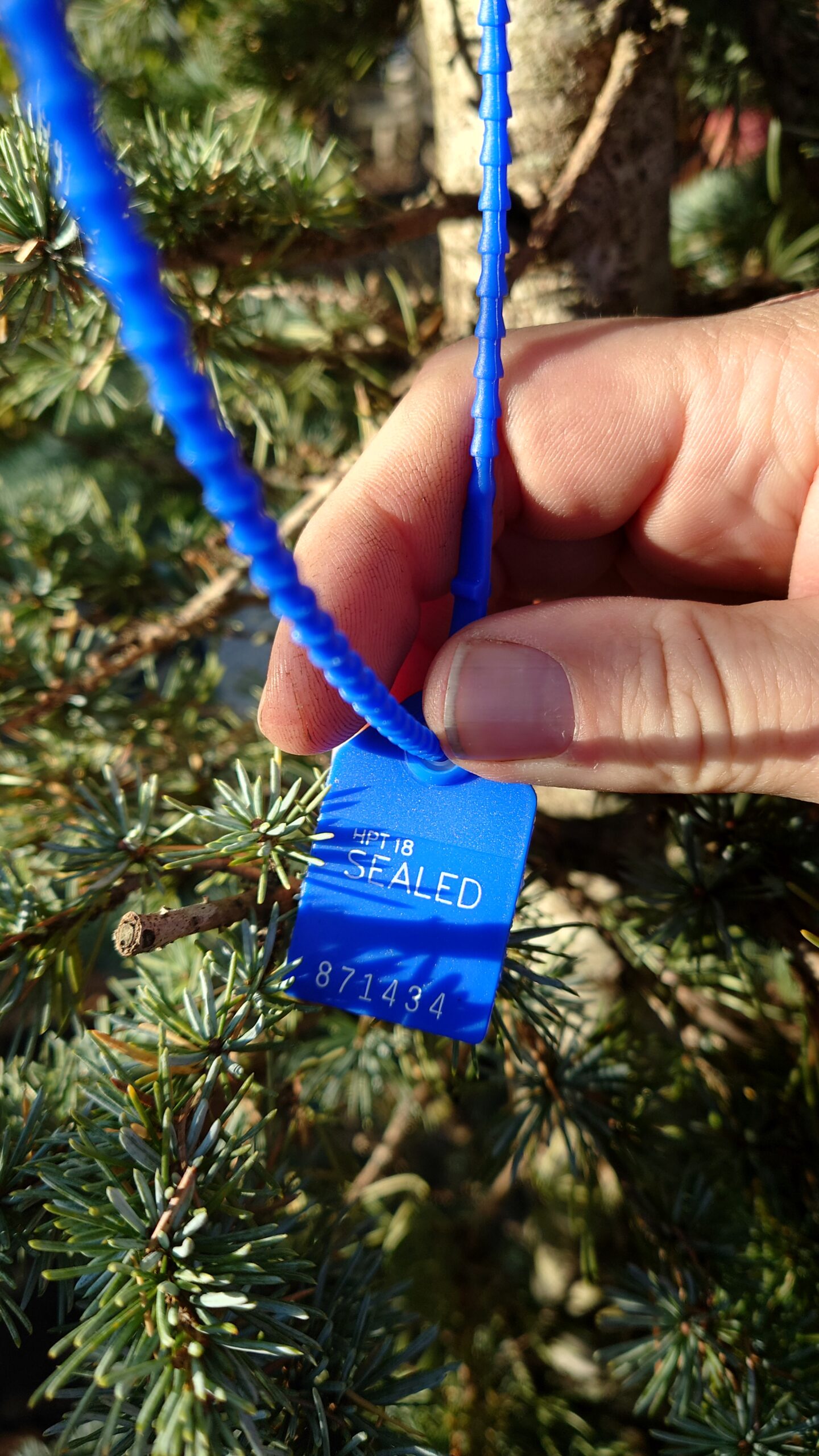 Atlasceder (Cedrus atlantica) - Image 2