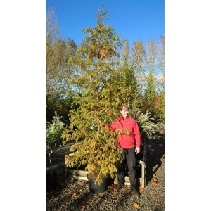 Vandgran (Metasequoia glyptostroboides)