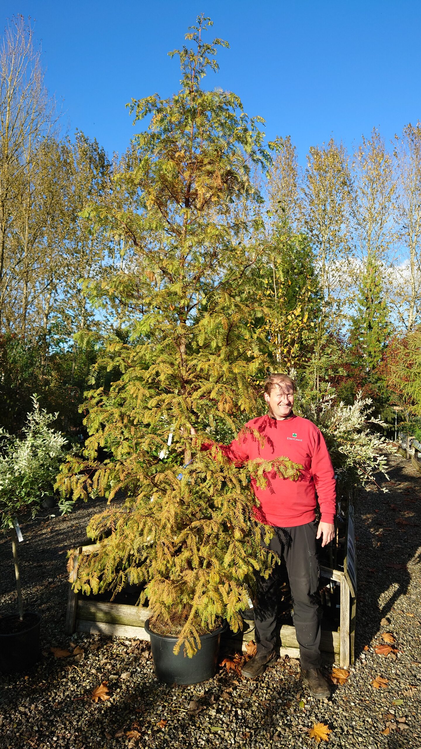 Vandgran (Metasequoia glyptostroboides)