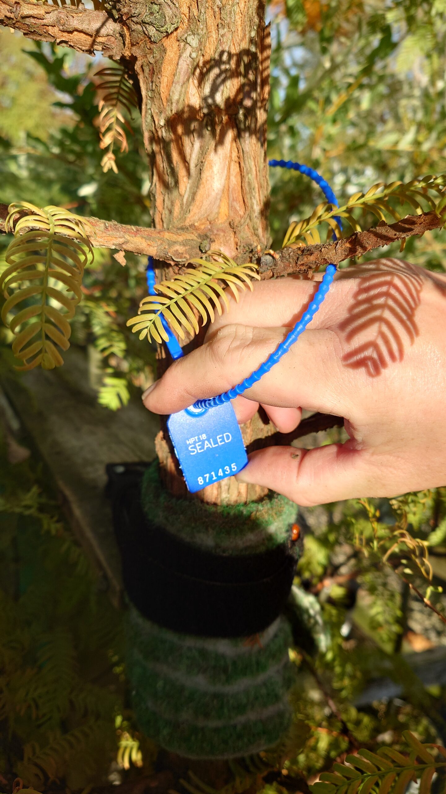 Vandgran (Metasequoia glyptostroboides) - Image 2
