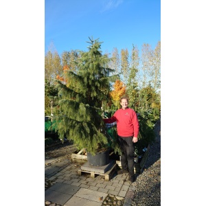 Sørgegran (Picea breweriana)