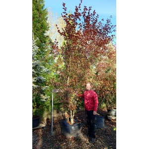 Paradisæble 'Rudolph' (Malus hybrid)