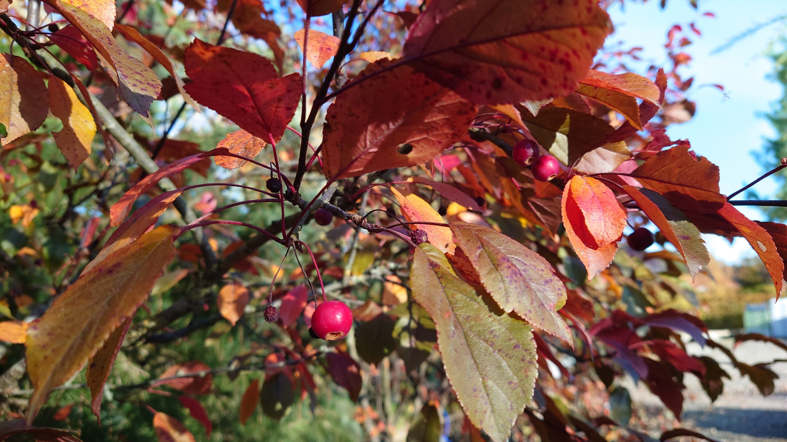 Paradisæble 'Rudolph' (Malus hybrid) - Image 3