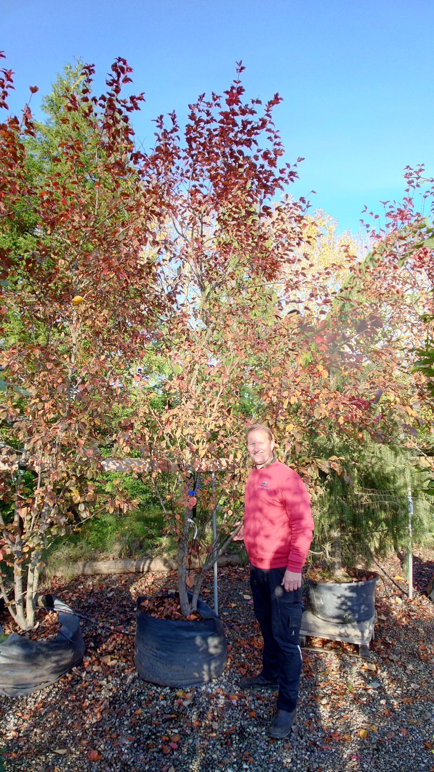 Paradisæble 'Rudolph' (Malus hybrid)
