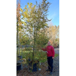 Antarktisk sydbøg (Nothofagus antarctica)