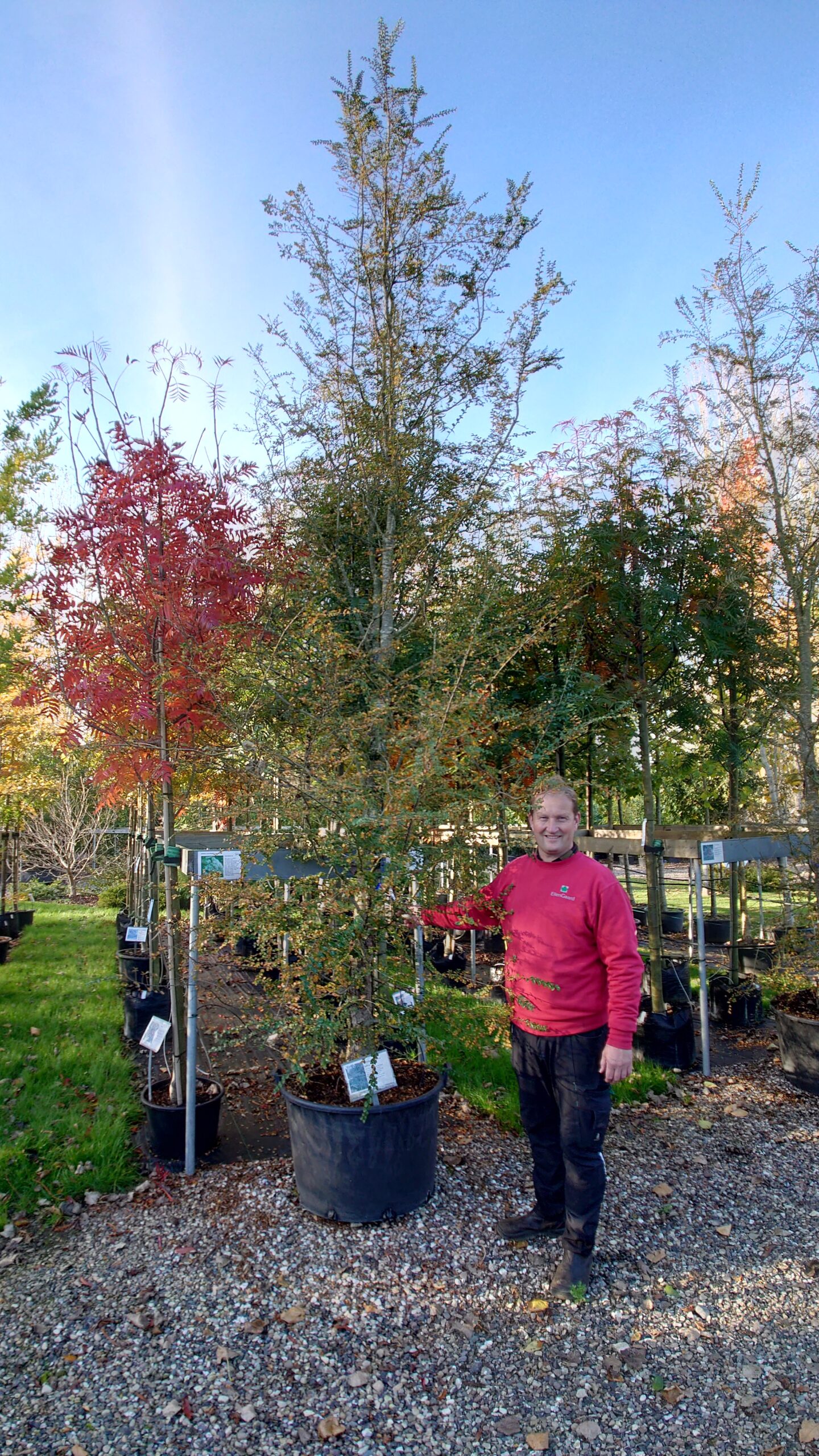 Antarktisk sydbøg (Nothofagus antarctica)