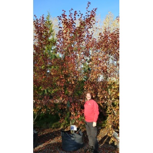 Paradisæble 'Rudolph' (Malus hybrid)