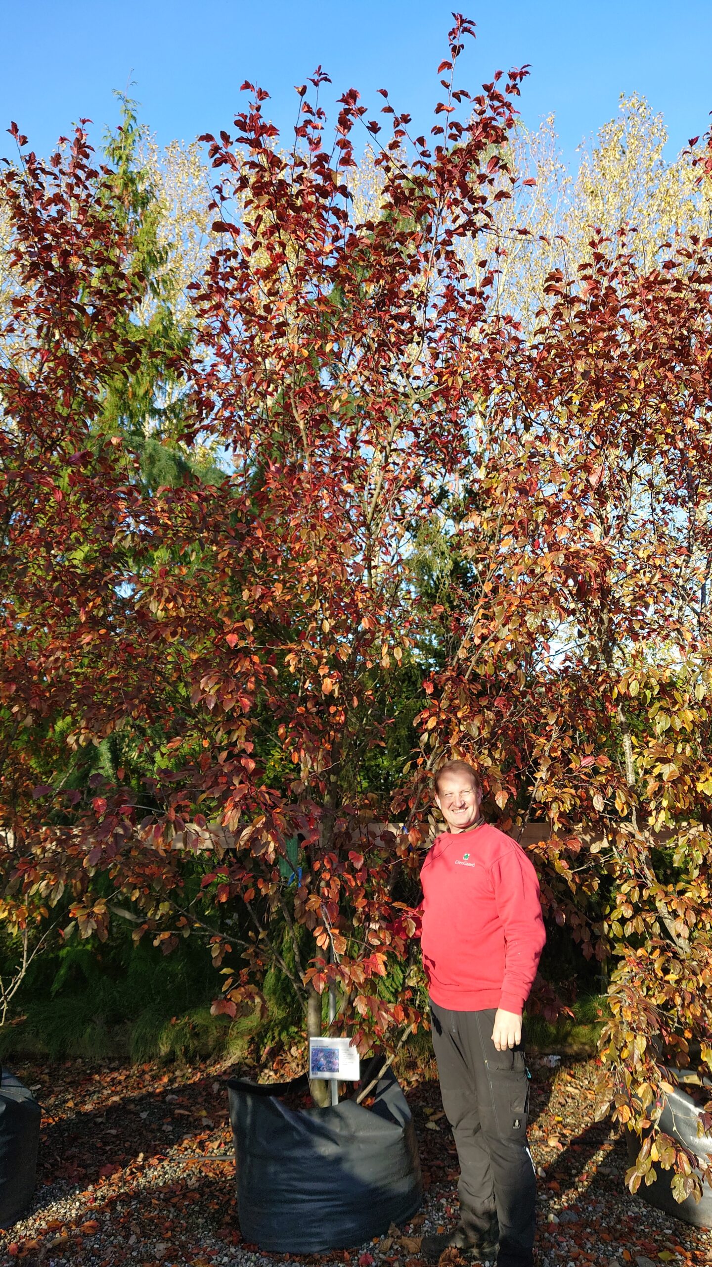 Paradisæble 'Rudolph' (Malus hybrid)