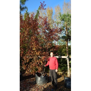 Paradisæble 'Rudolph' (Malus hybrid)