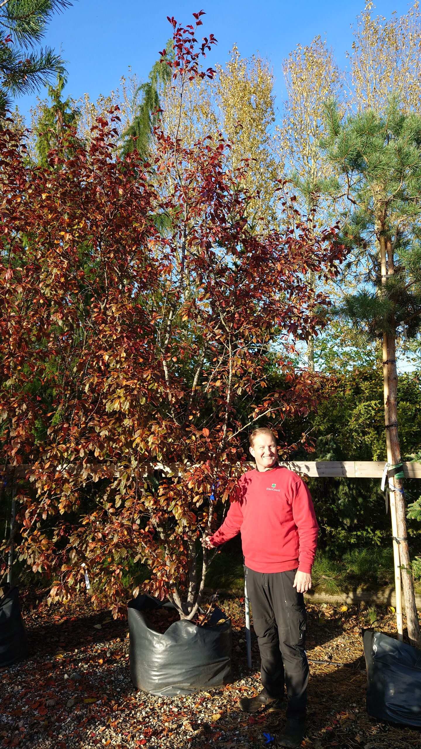 Paradisæble 'Rudolph' (Malus hybrid)