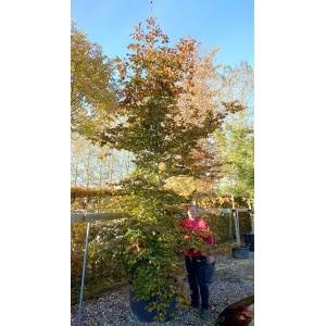 Rødbøg (Fagus sylvatica 'Purpureum')