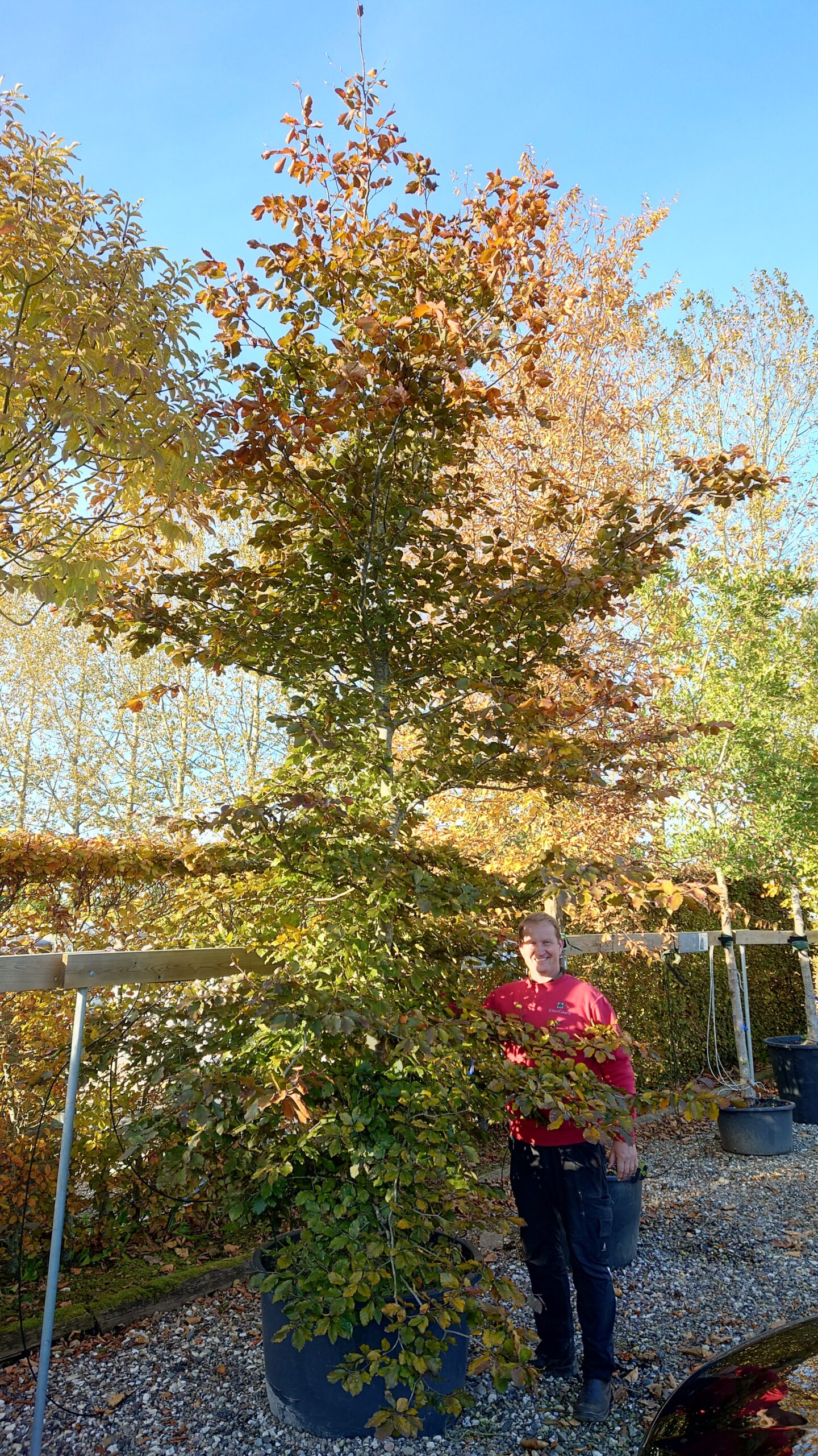 Rødbøg (Fagus sylvatica 'Purpureum')