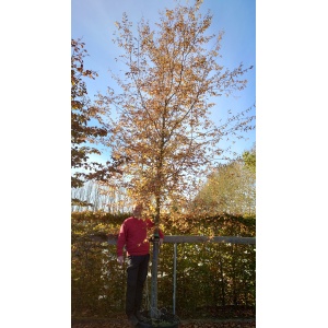 Avnbøg (Carpinus betulus)