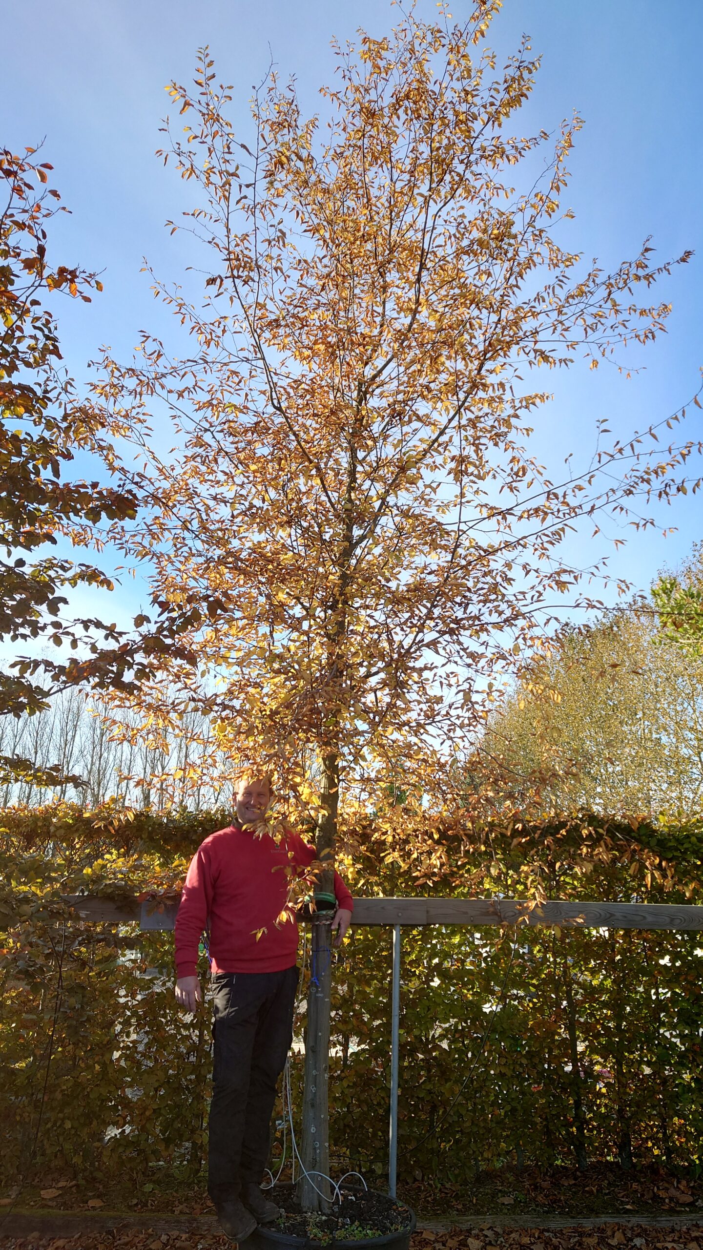 Avnbøg (Carpinus betulus)