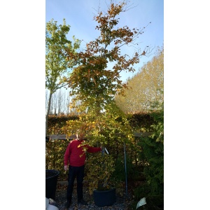 Bøg (Fagus sylvatica)