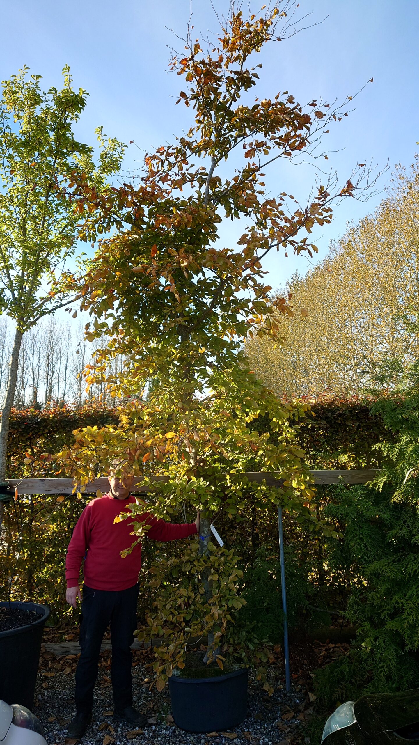 Bøg (Fagus sylvatica)