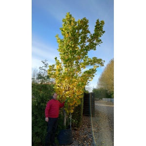 Søjle tulipantræ (Lirodendron tulipifera 'Fastigiata')