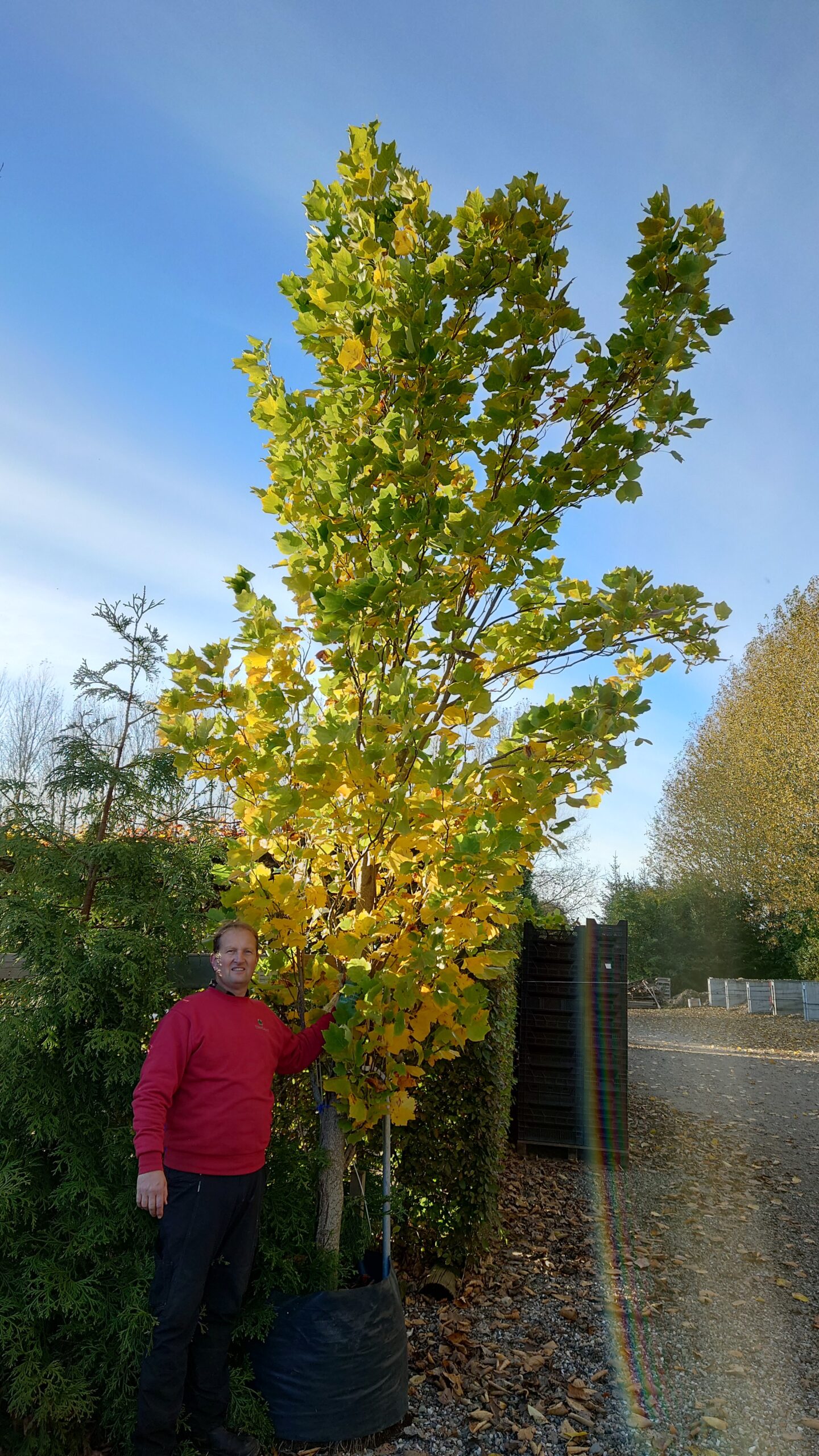 Søjle tulipantræ (Lirodendron tulipifera 'Fastigiata')