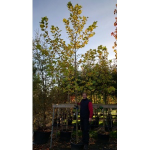 Platan (Platanus acerifolia)