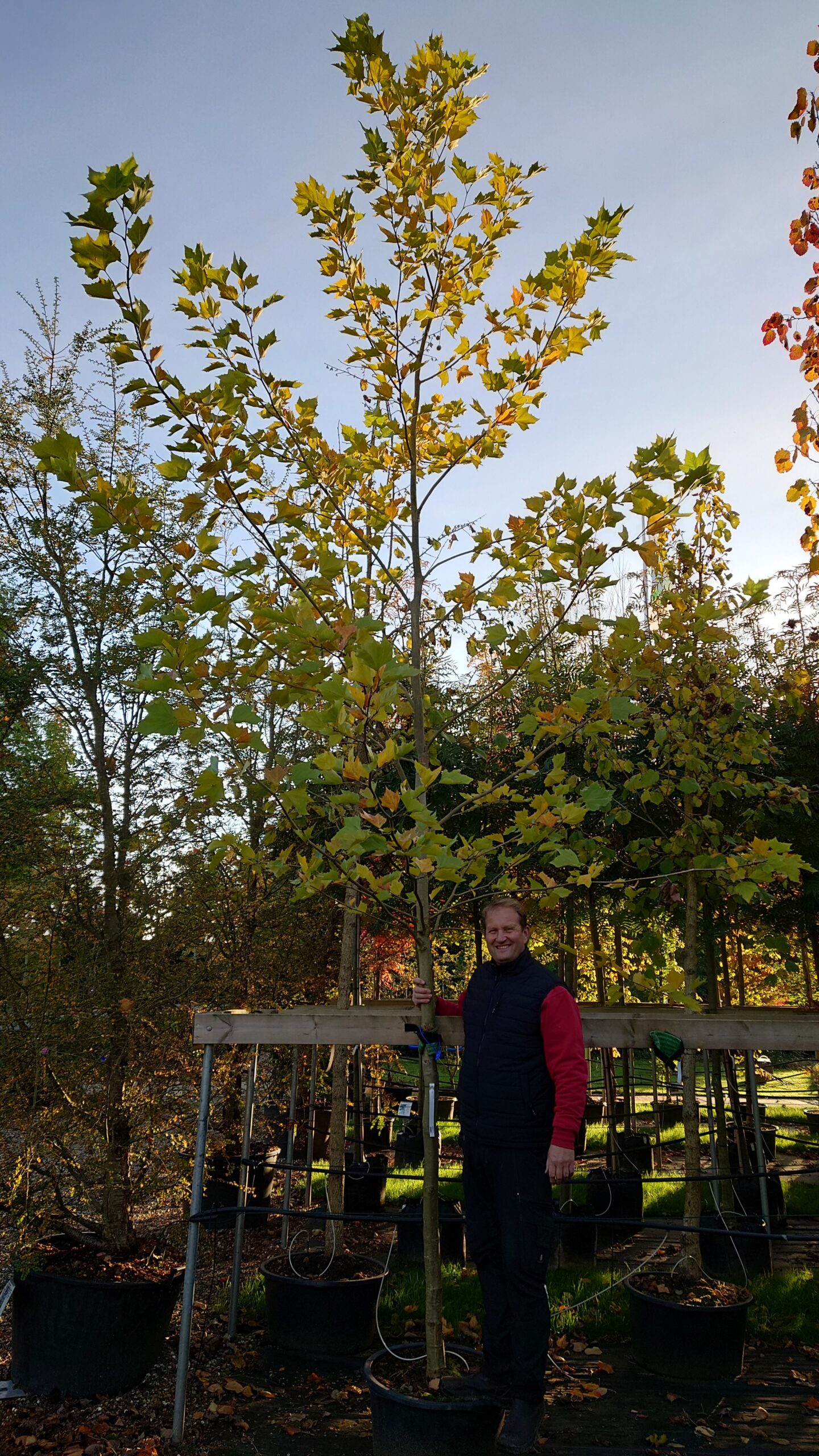 Platan (Platanus acerifolia)