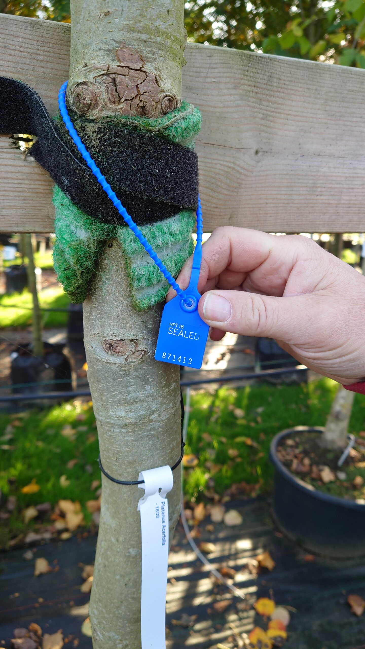 Platan (Platanus acerifolia) - Image 2