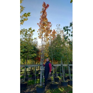 Bævreasp / Søjleasp (Populus tremula 'Erecta')