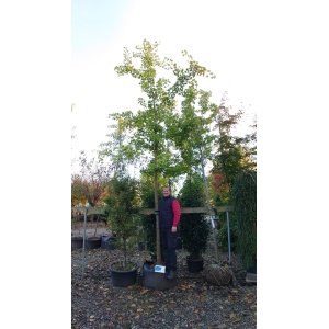 Tempeltræ (Ginkgo biloba)