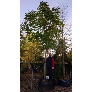 Valnød (Juglans regia)