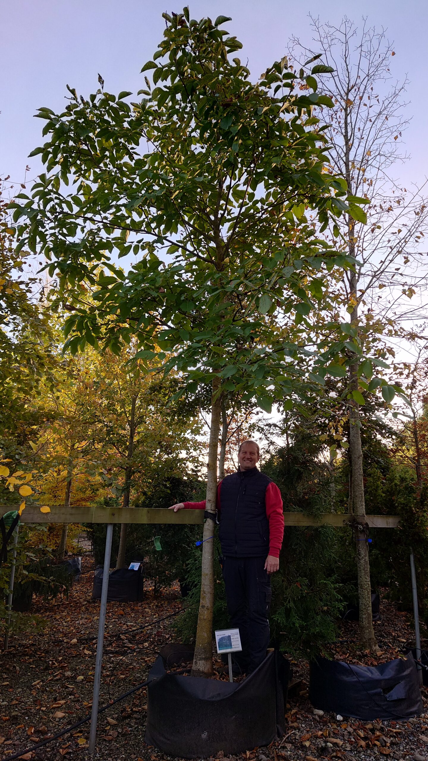 Valnød (Juglans regia)