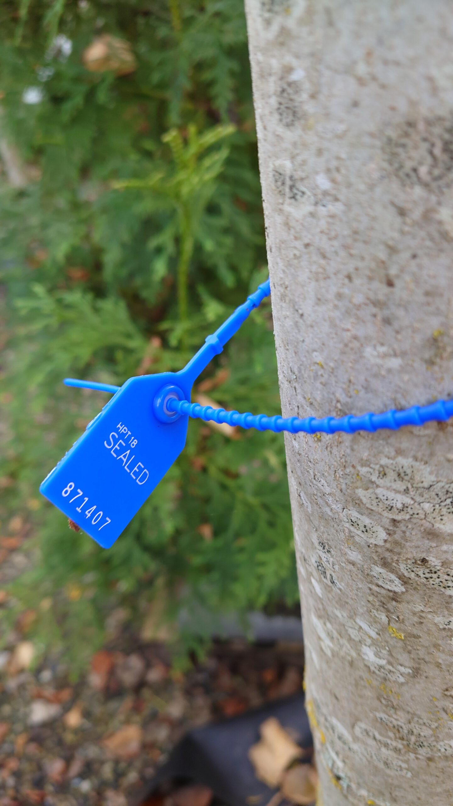 Valnød (Juglans regia) - Image 2