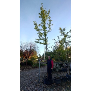 Tempeltræ (Ginkgo biloba)