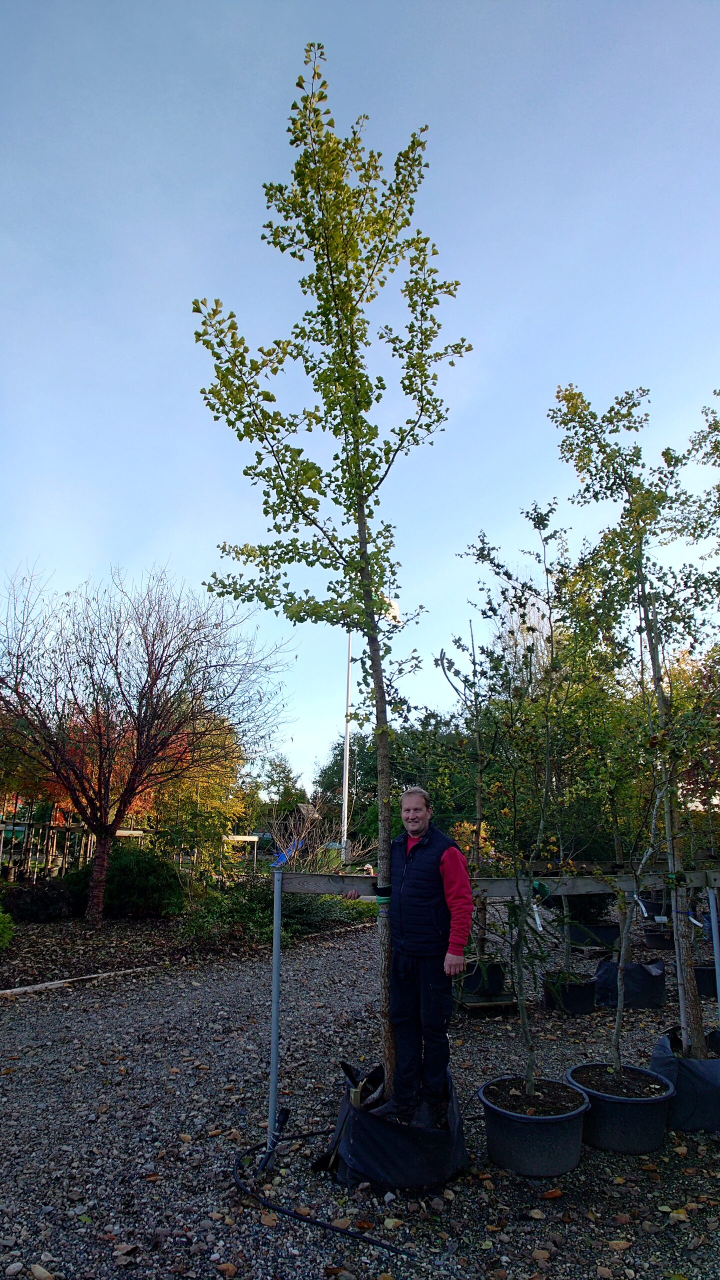 Tempeltræ (Ginkgo biloba)