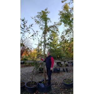 Tempeltræ (Ginkgo biloba)