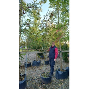 Krølbladet bøg (Fagus sylvatica 'Cristata')
