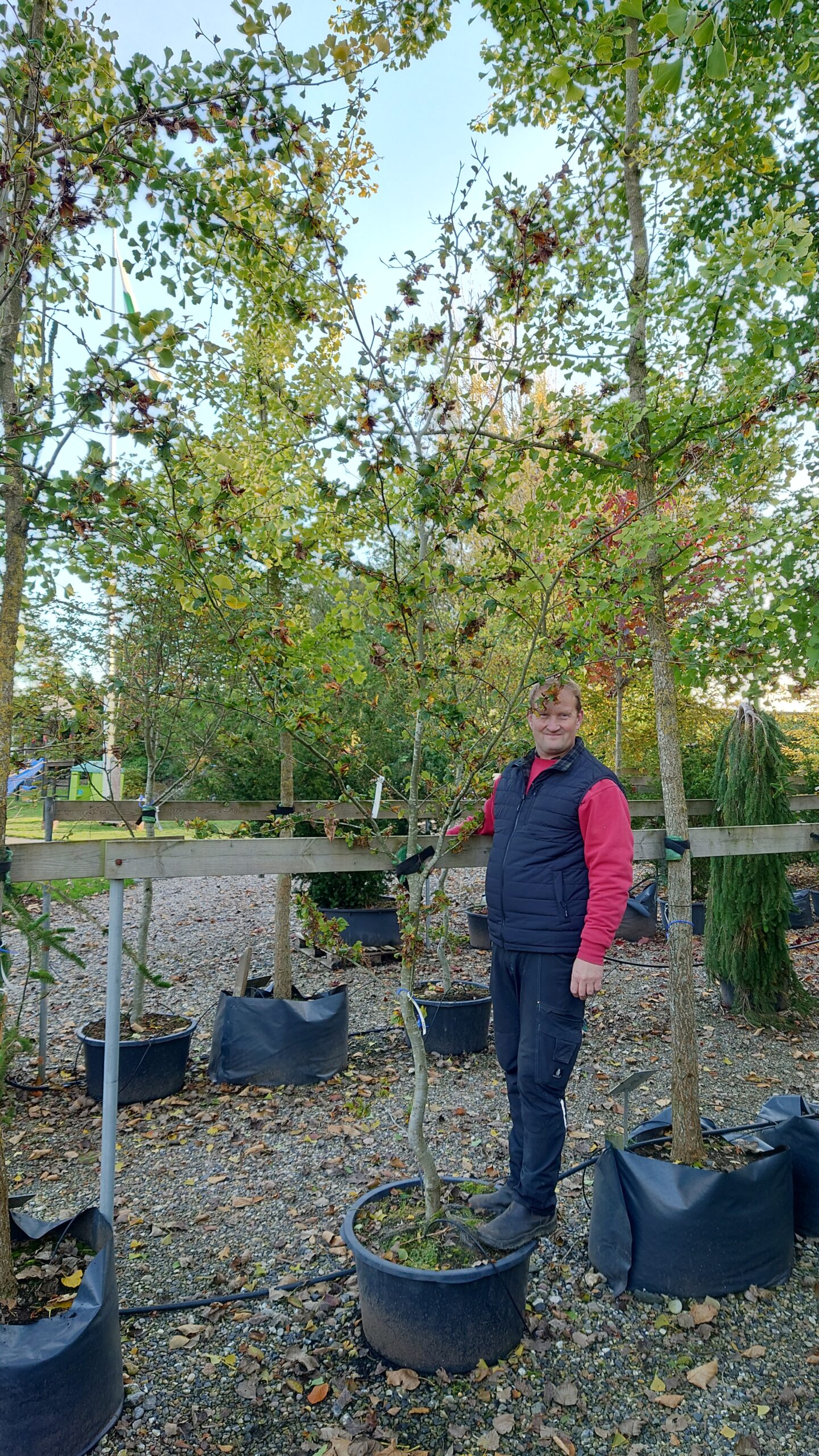 Krølbladet bøg (Fagus sylvatica 'Cristata')