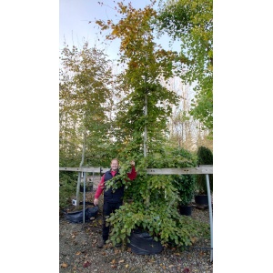 Rødbøg (Fagus sylvatica 'Purpureum')