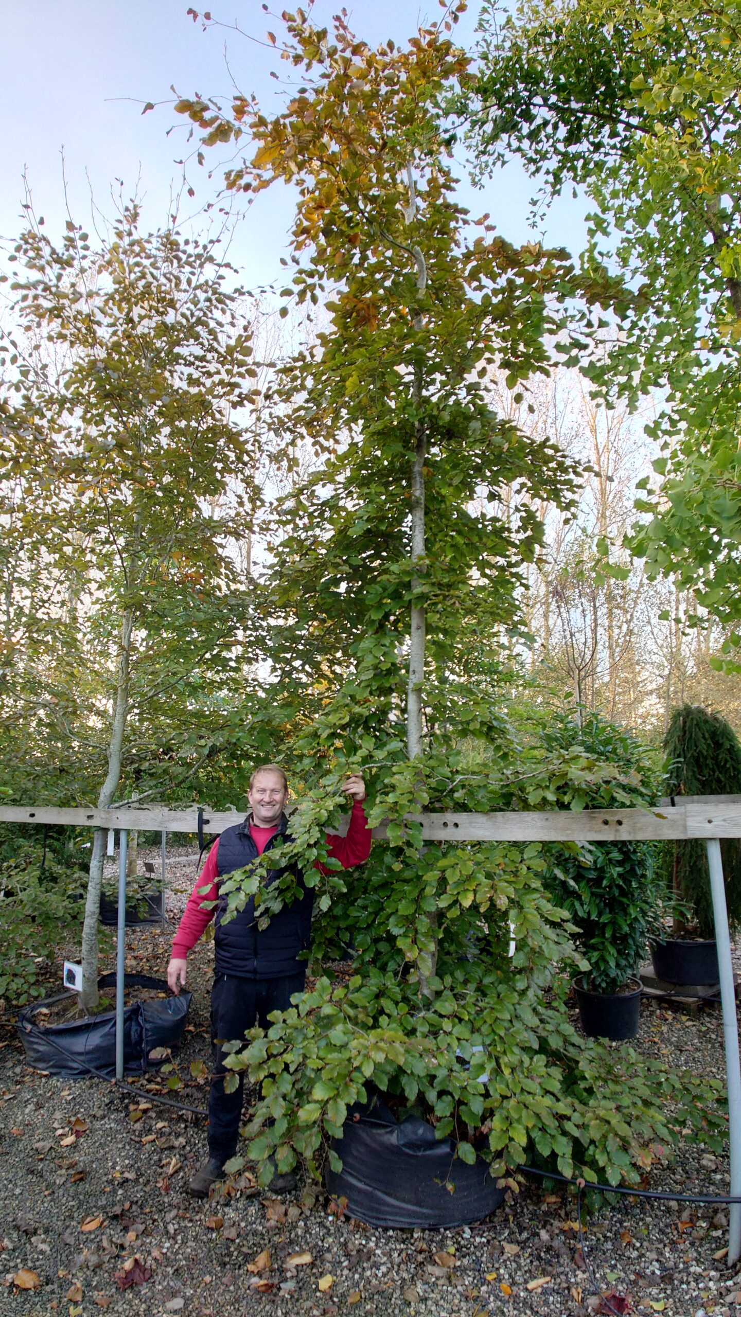 Rødbøg (Fagus sylvatica 'Purpureum')