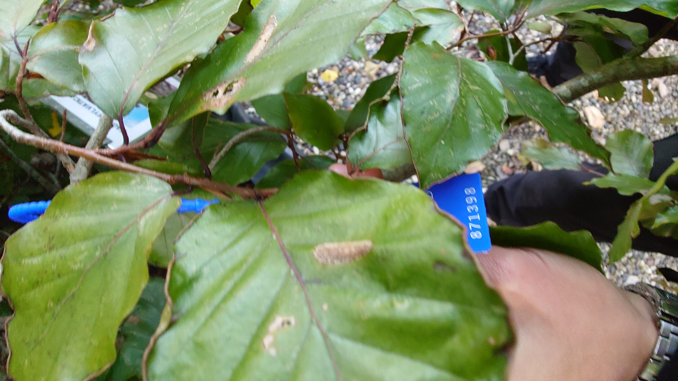 Rødbøg (Fagus sylvatica 'Purpureum') - Image 2