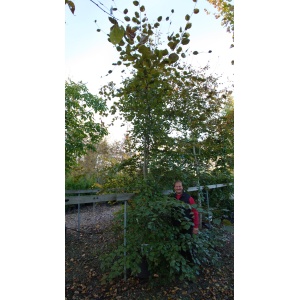 Rødbøg (Fagus sylvatica 'Purpureum')