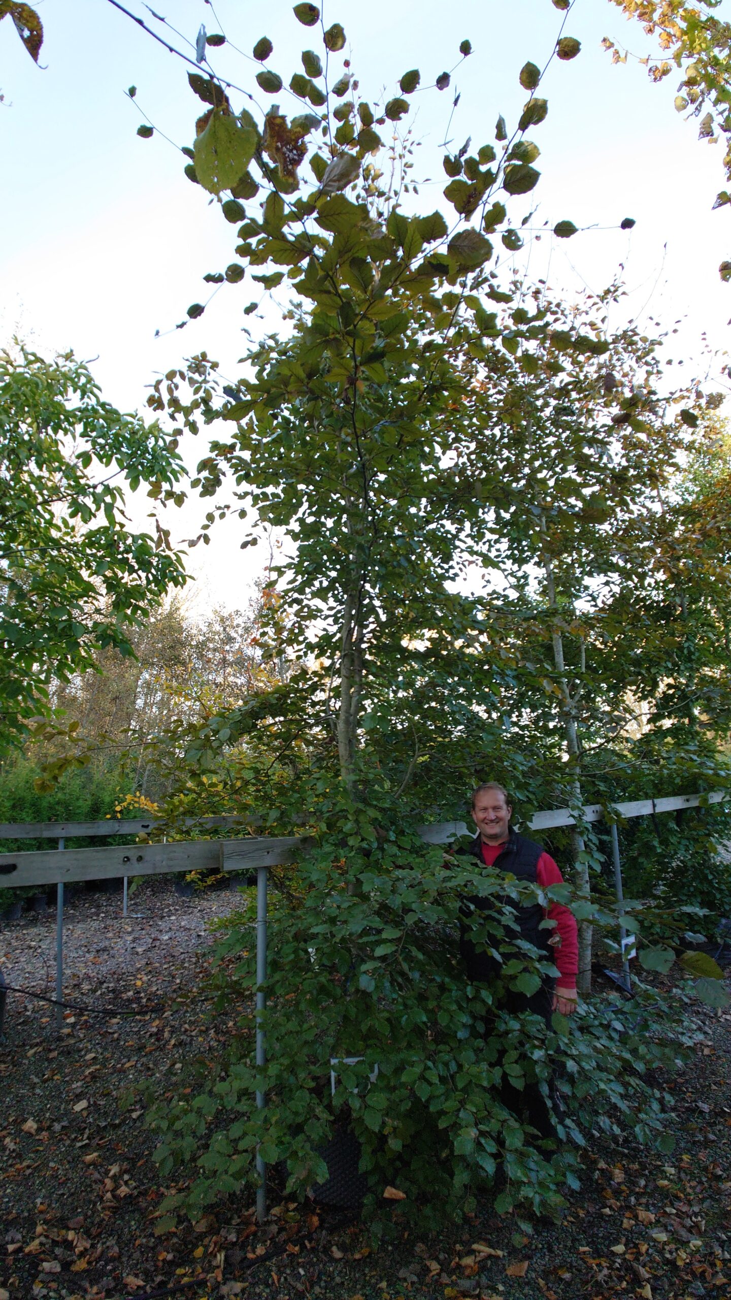 Rødbøg (Fagus sylvatica 'Purpureum')