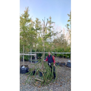 Slangegran (Picea abies 'Virgata')
