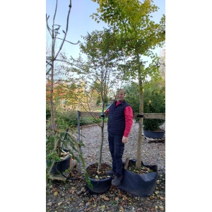 Dværgbøg (Fagus sylvatica 'Millennium 2000')