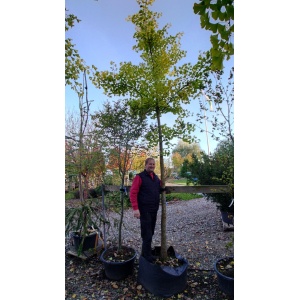 Tempeltræ (Ginkgo biloba)
