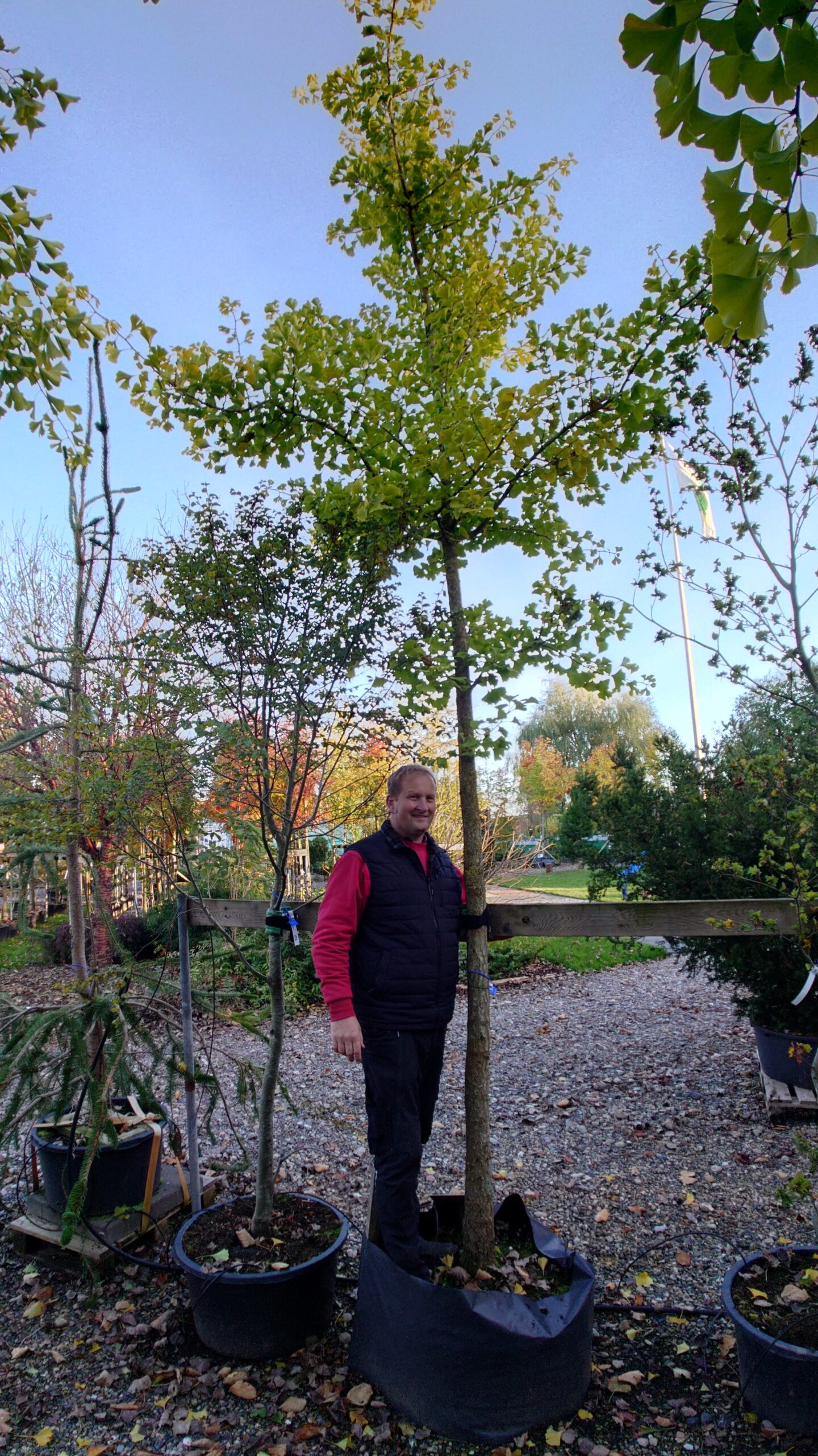 Tempeltræ (Ginkgo biloba)