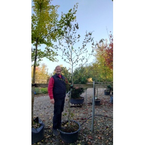 Krølbladet bøg (Fagus sylvatica 'Cristata')